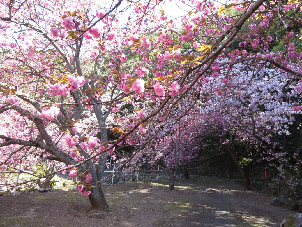 一心寺 (35).jpg