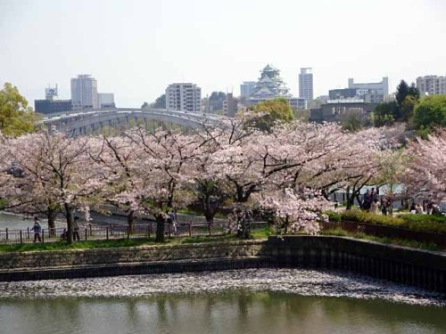 造幣局通り抜け から大阪城を望む (1).JPG