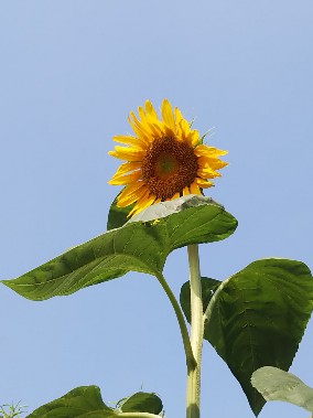 空に向日葵（縦）2020.jpg