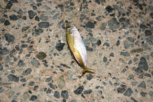 showPhoto (640×426)