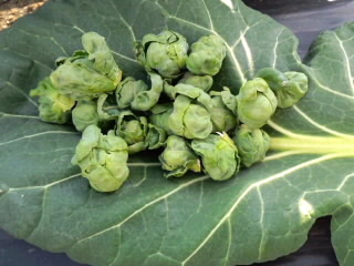 親子キャベツ2017_採れたて