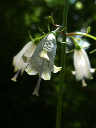 白花ツリガネニンジン201308273.jpg