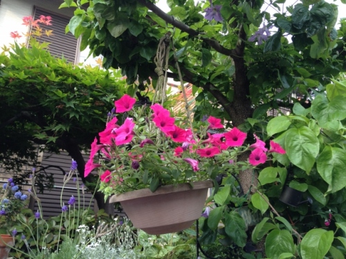 IMG_8938 (640x480).jpg