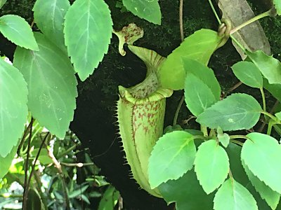 京都府立植物園N.ﾏｷｼﾏｳｪｰﾋﾞｰﾘｰﾌ.jpg