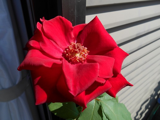 DSCN1673a.JPG