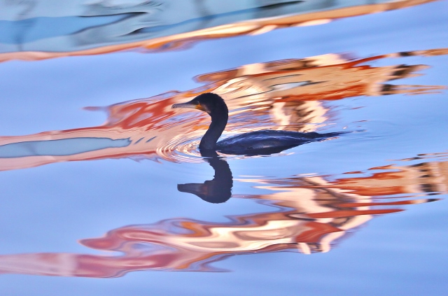 CJ9I1641 (640x423).jpg