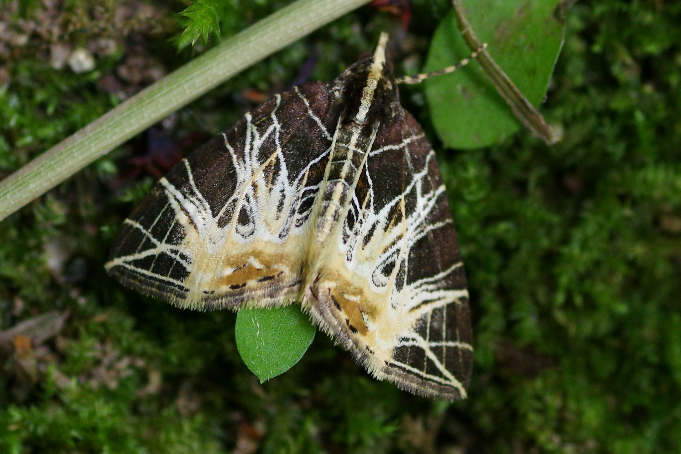 セスジナミシャク