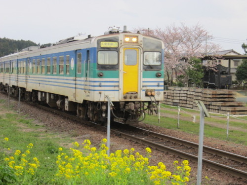 桜と菜の花のなか小櫃駅に進入する久留里線