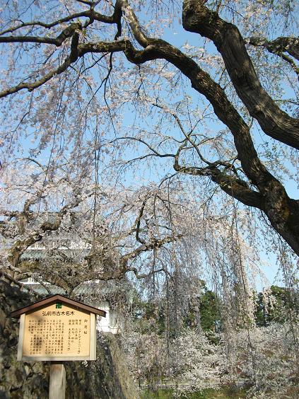 C:\fakepath\130509しだれ古木.jpg