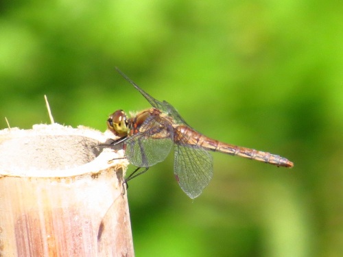 アキアカネ♀4970.jpg