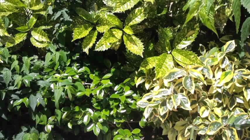 色んなグリーン2014