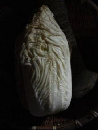 最近の白菜の中味.jpg