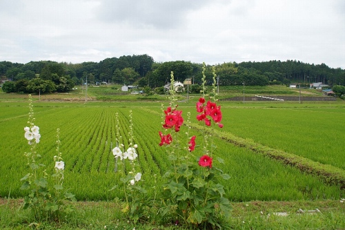 梅雨の花はタチアオイ 里山雑記帳 ひごと日記 楽天ブログ