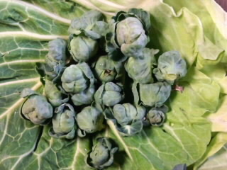 親子キャベツ（キャベツの葉に芽キャベツ）