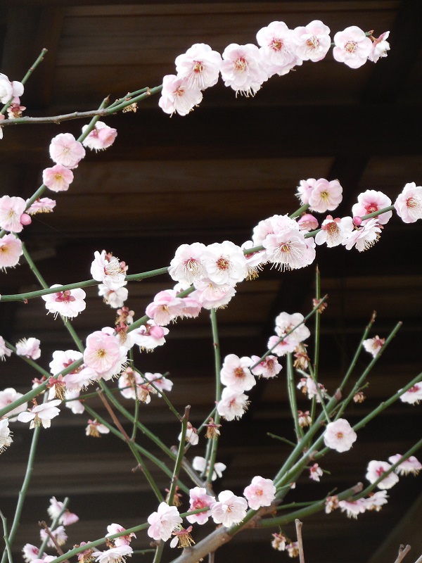 DSCN3967.JPG