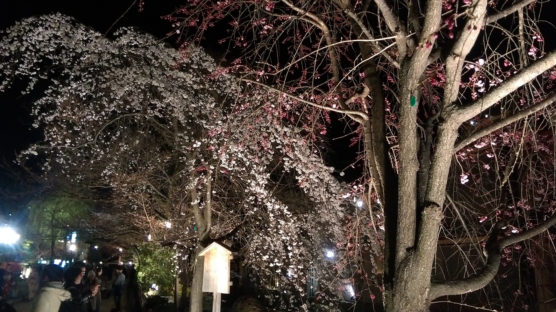 夜桜0.jpg