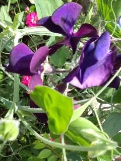 濃紫スイートピー2017