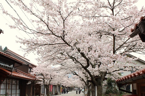 がいせん桜 (6).JPG