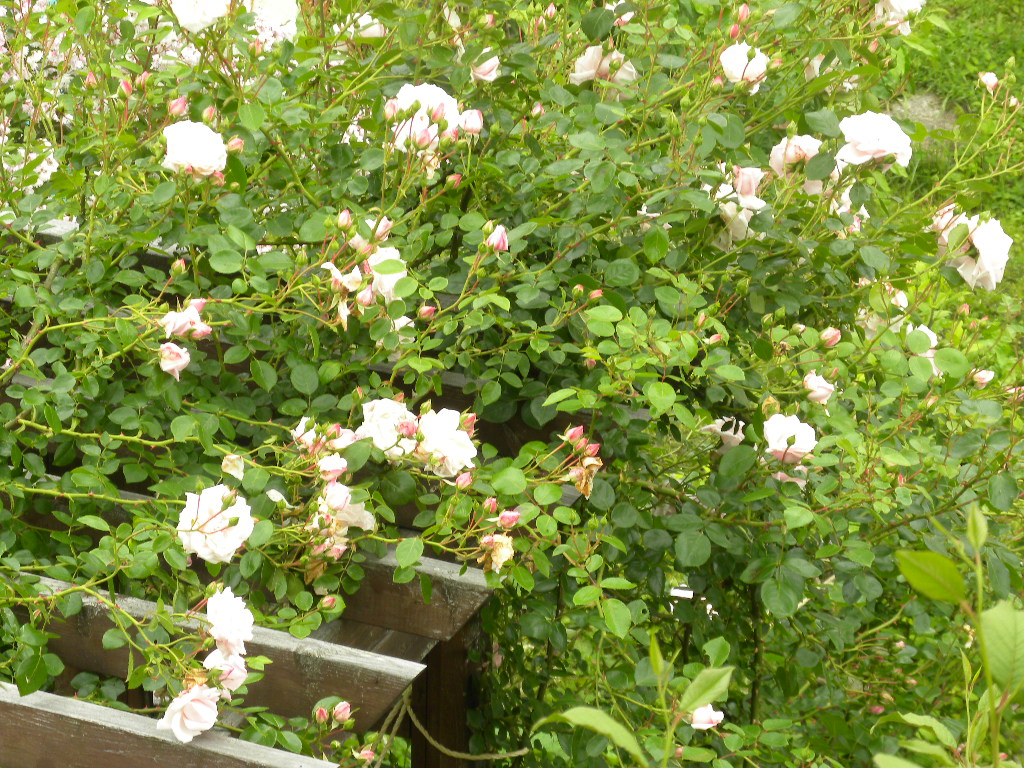 DSCN6841.JPG
