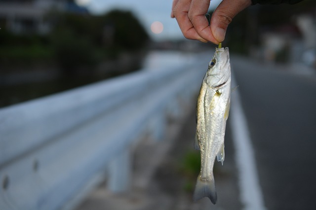 showPhoto (640×426)