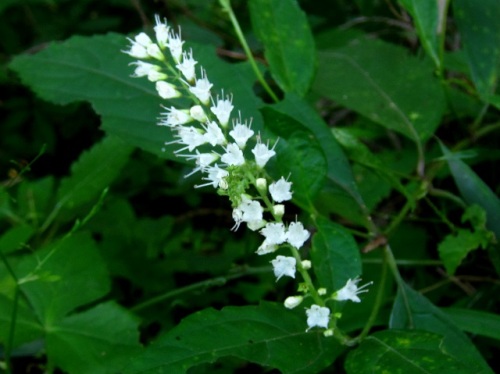 シモバシラの花 高尾山での自然観察 その7 しろうと自然科学者の自然観察日記 楽天ブログ