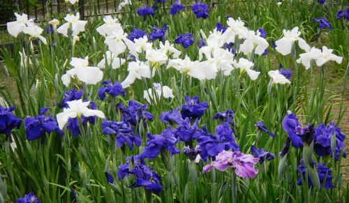 花園中央公園・菖蒲園 (2).JPG