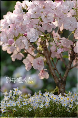 sakura2080412.jpg