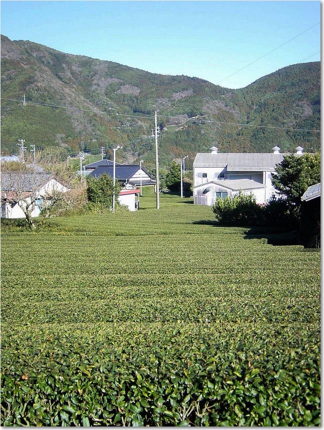 08とにかく茶畑.jpg