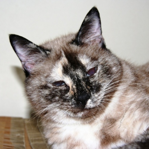 家族紹介用画像フォルダ