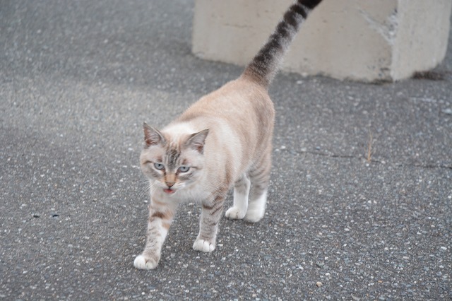 showPhoto (640×426)