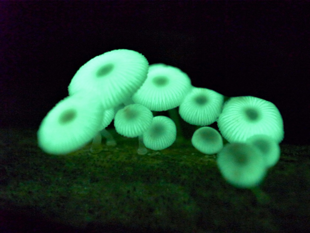 R0048798 (1024x768).jpg