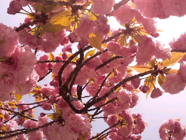 光差す牡丹桜2015