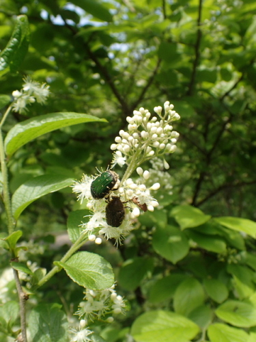 320160507ぐんま昆虫の森.jpg