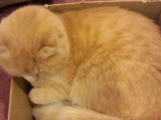 箱の中で寝る猫2015＜3＞