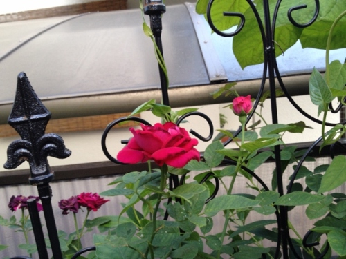 IMG_0478 (640x480).jpg