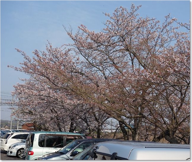 41駅前の桜