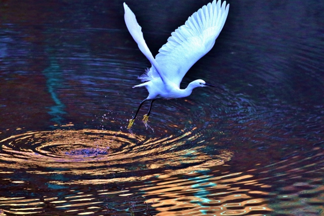 P95A4095 (640x427).jpg