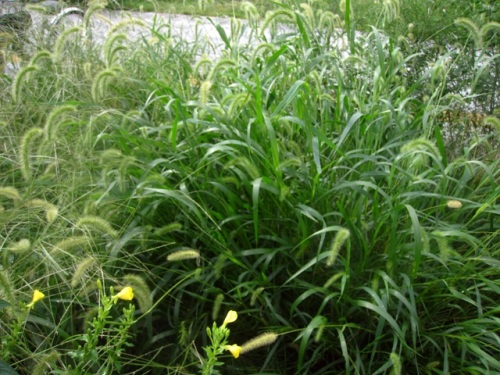 アキノエノコログサの花 花序の色や形に疑問が残ったエノコログサも 立川市 泉町西公園での自然観察 その10 しろうと自然科学者の自然観察日記 楽天ブログ