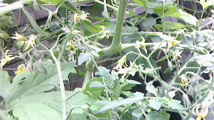 NEC_0390.jpg