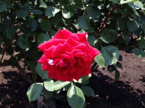 IMG_9057 (640x480).jpg