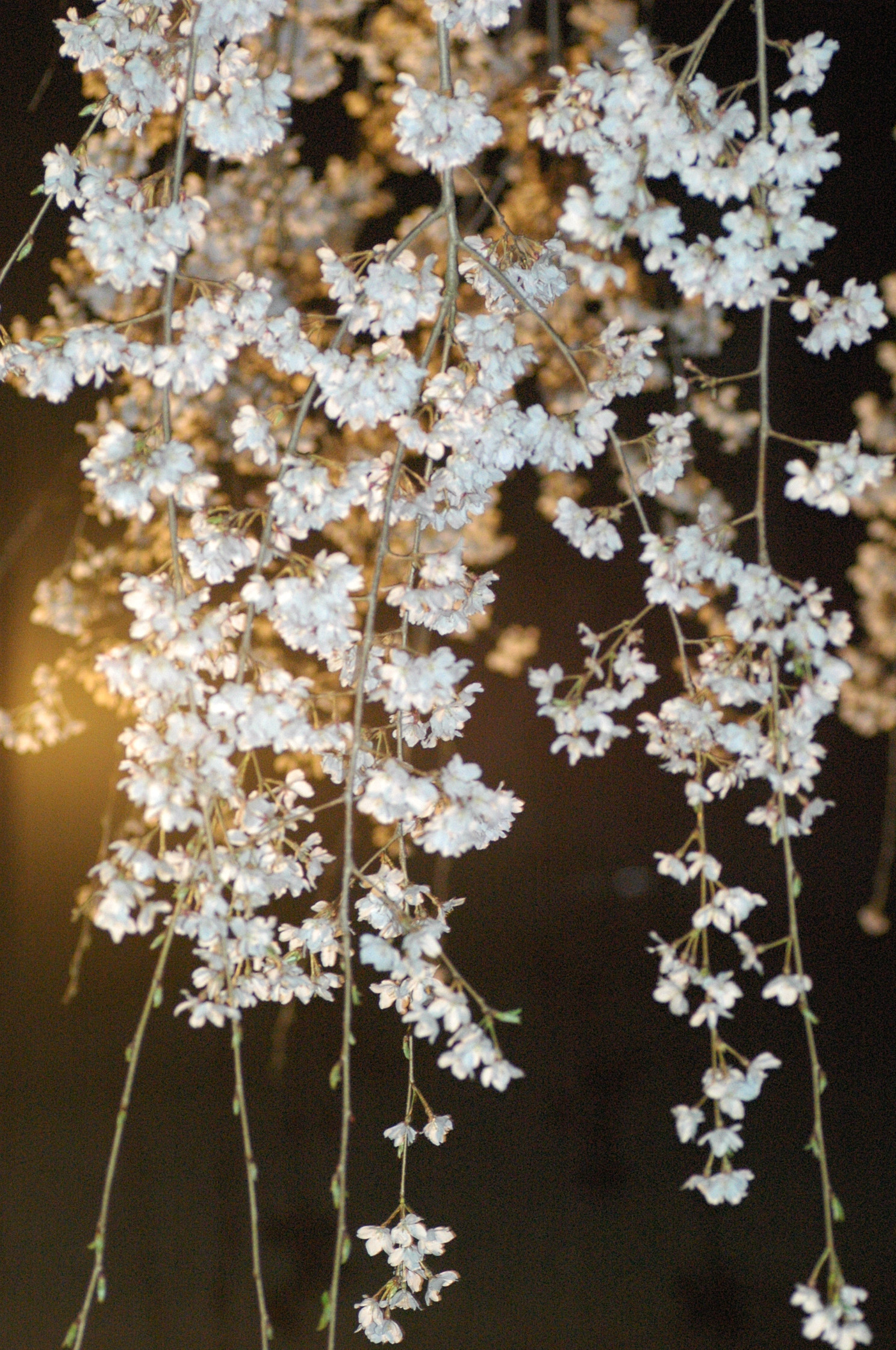120408hanami2
