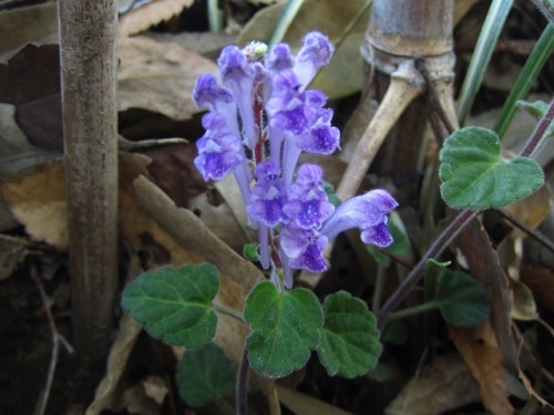 タツナミソウ 立浪草 の花 花の咲き方が 打ち寄せる波が波立った時の泡のように見えることから名づけられたそうです しろうと自然科学者の自然観察日記 楽天ブログ