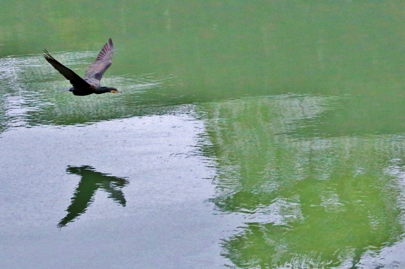 P95A0418 (800x533).jpg