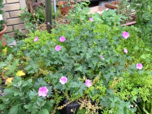 IMG_9177 (640x480).jpg