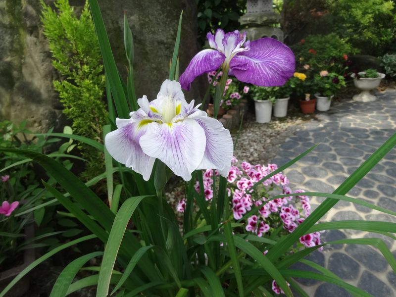 DSC08507.JPG
