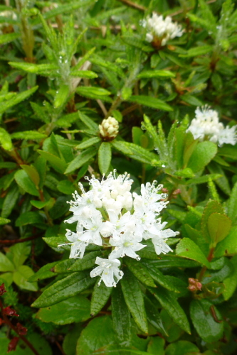 3安達太良山の花.jpg