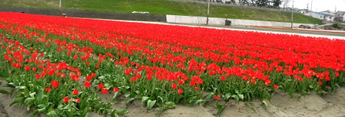 チューリップ畑 (3).JPG