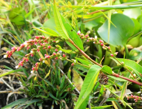 034ホンタデ (2).JPG