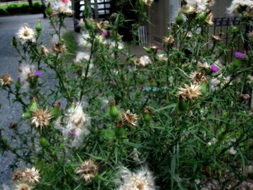 アメリカオニアザミの花 外来生物法で 要注意外来生物 に指定されています しろうと自然科学者の自然観察日記 楽天ブログ