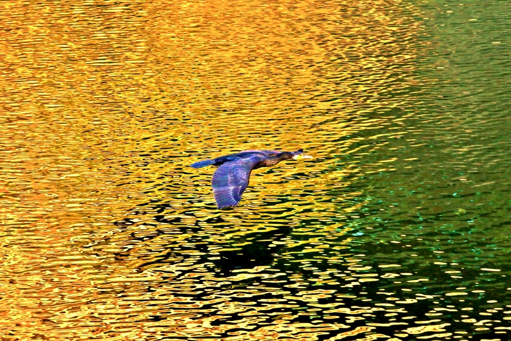 B97A5970 (1024x683).jpg